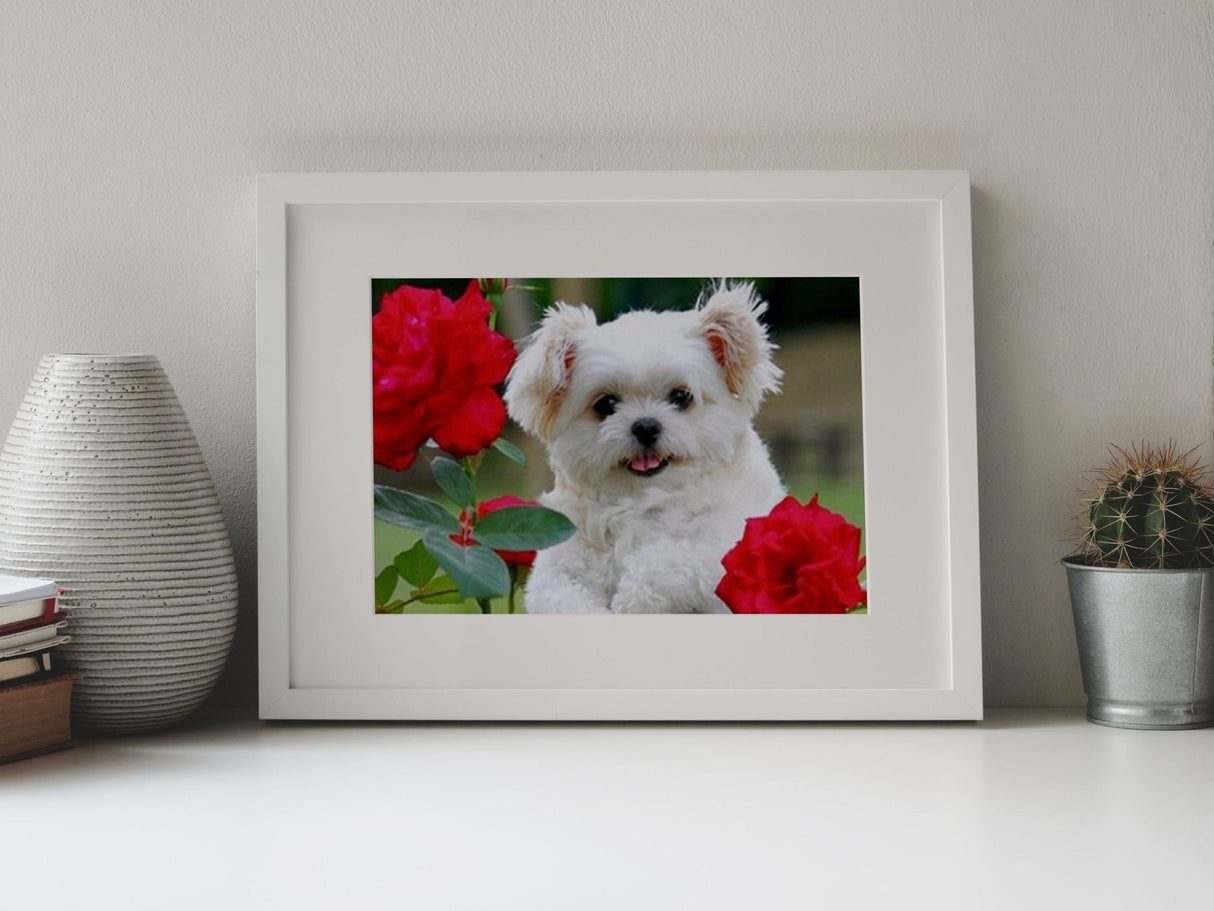 Broderie Diamant - Chiot Blanc - Diamond Faction