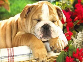 Broderie Diamant - Chien Bouledogue - Diamond Faction