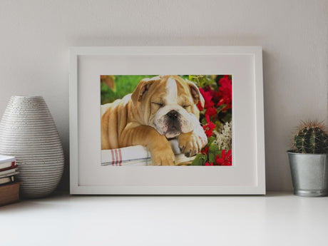 Broderie Diamant - Chien Bouledogue - Diamond Faction